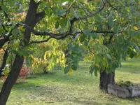 Garten im Oktober 024.webp