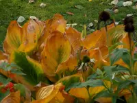 Garten im Oktober 025.webp