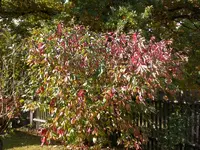 Garten im Oktober 026.webp