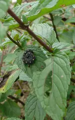 Unbekannte Raupe.webp