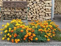 Sommer.webp