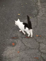 PA031284.webp