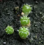 Zwischenablage01.webp