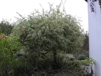 Weide 2008_10.webp