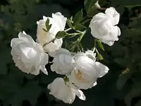 81_gr.webp
