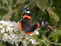 74_gr.webp