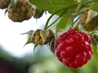 70_gr.webp