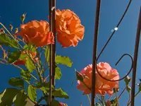 62_gr.webp