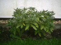 PIC00210.webp