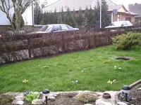 Krokusse7.webp