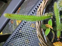 DSCF3872.webp