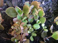 DSCF3729.webp
