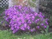 PIC00219.webp