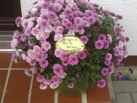 PIC00226.webp