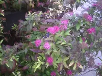PIC00230.webp