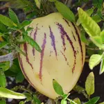 pepino6.webp