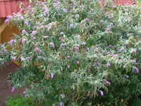 Bild 2008_09 003.webp