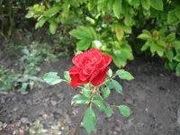 Bild 2008_09 013.webp