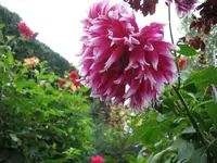Bild 2008_09 015.webp