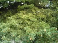 PA080340.webp