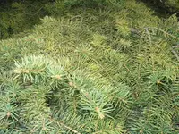 PA080341.webp