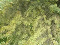 PA080344.webp