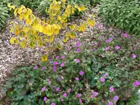Zinnien.webp