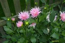 S6300845.webp