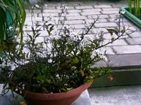 2008-10-10- 004.webp
