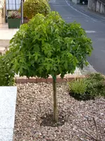 S7002007.webp