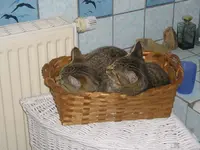 Katzen 04.webp