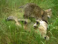 Bild 9 - Wilde Kerle.webp