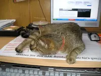 Mittagsruhe.webp