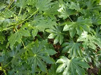 IMGP6501.webp