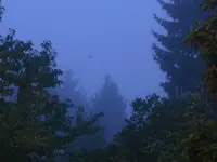Garten im Nebel 005.webp