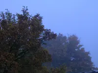 Garten im Nebel 004.webp