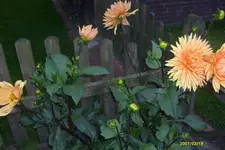 S6300848.webp