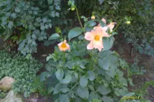 S6300870.webp