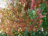 CIMG0033.webp