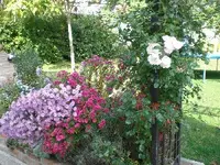 Rose verkleinert.webp