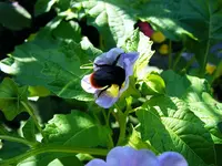 Ballon+Hummel.webp