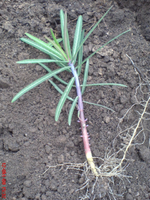 unbekannte Pflanze1.webp