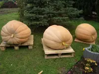 alle drei zusammen.webp