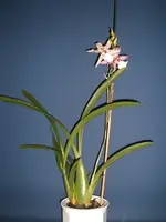 Orchidee 001.webp