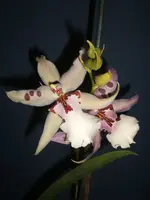 Orchidee 002.webp