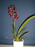 Orchidee 003.webp