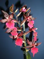Orchidee 004.webp
