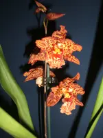 Orchidee 006.webp
