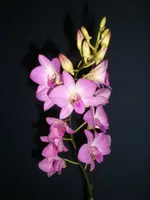 Orchidee 008.webp