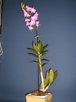 Orchidee 009.webp
